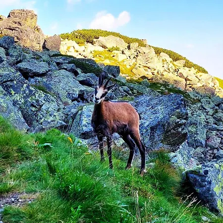 Couette-café Krokus Park 4*