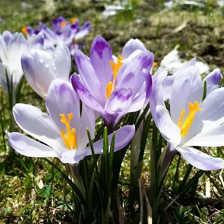 Krokus Park 4* Kościelisko