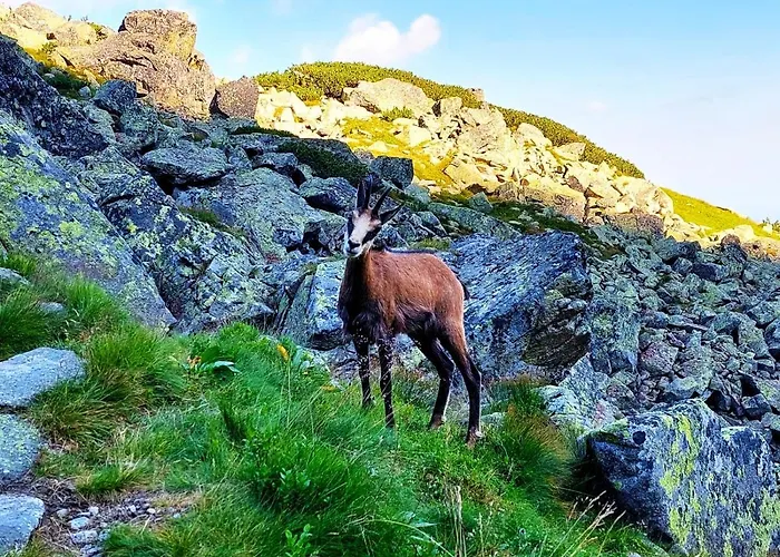 Bed & Breakfast Krokus Park 4*