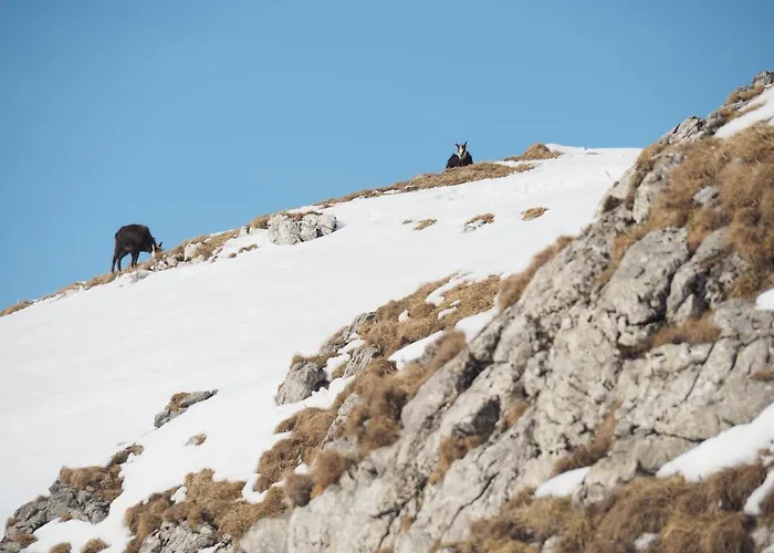Krokus Park 4* Kościelisko