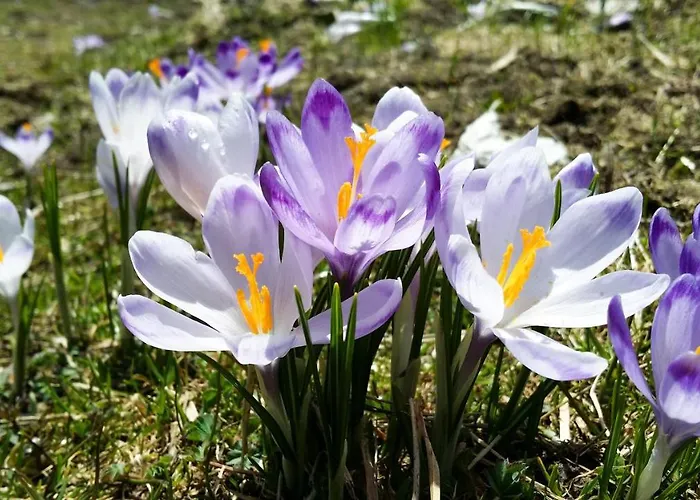 Krokus Park 4* Kościelisko